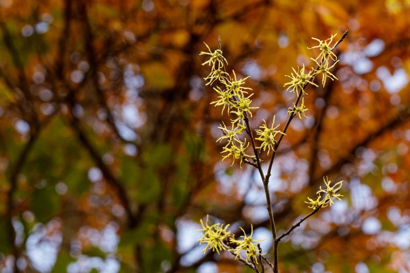 Witch hazel