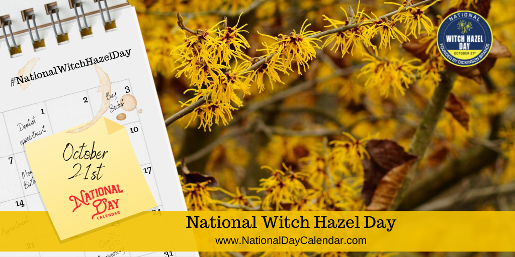 National witch hazel day october 21st. Png